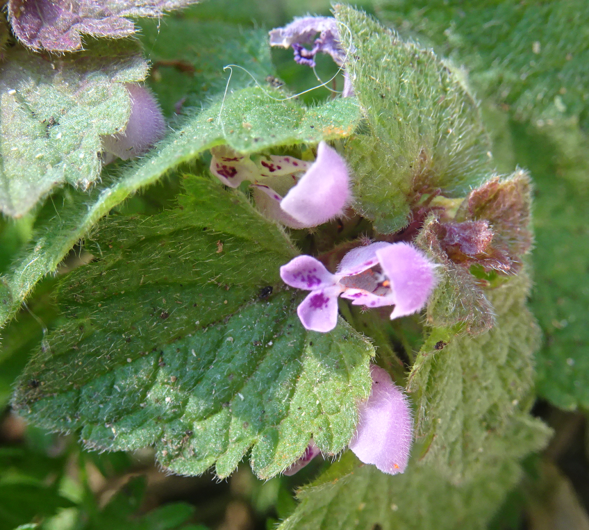 Lamium purpureum fleur