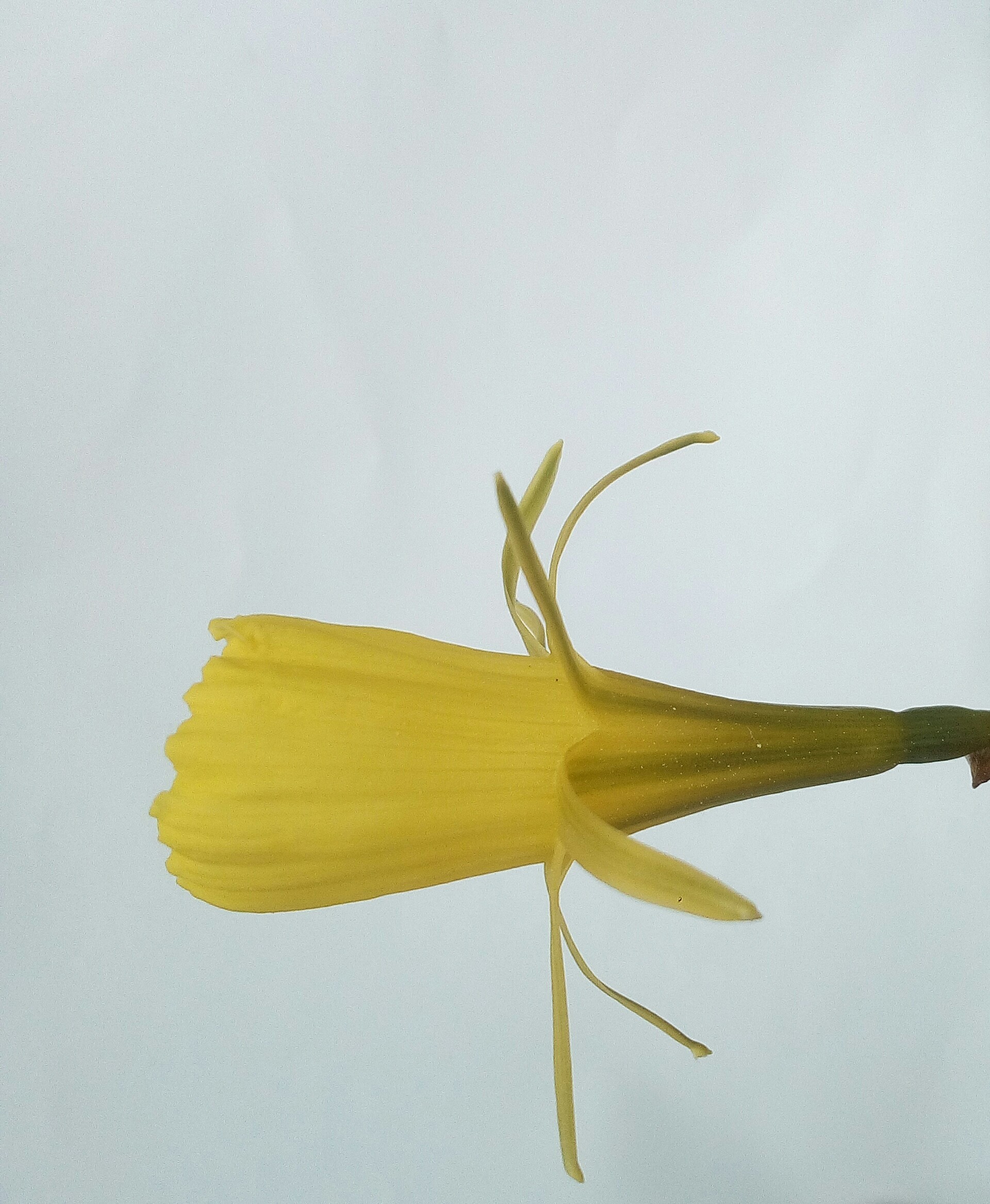 fleur face Narcissur bulbocodium
