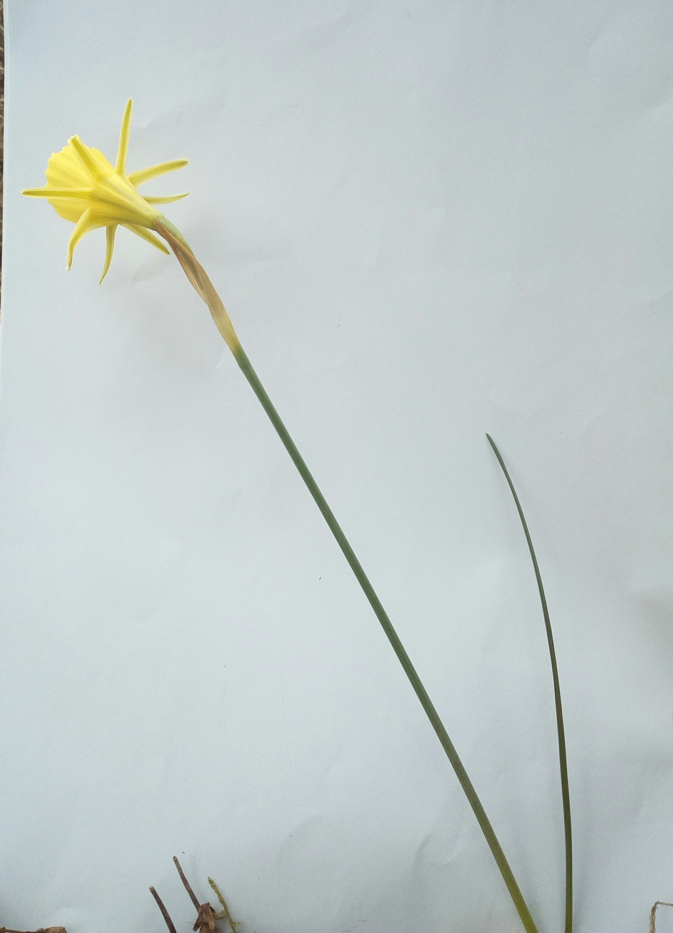 Narcissur bulbocodium, vue d'ensemble