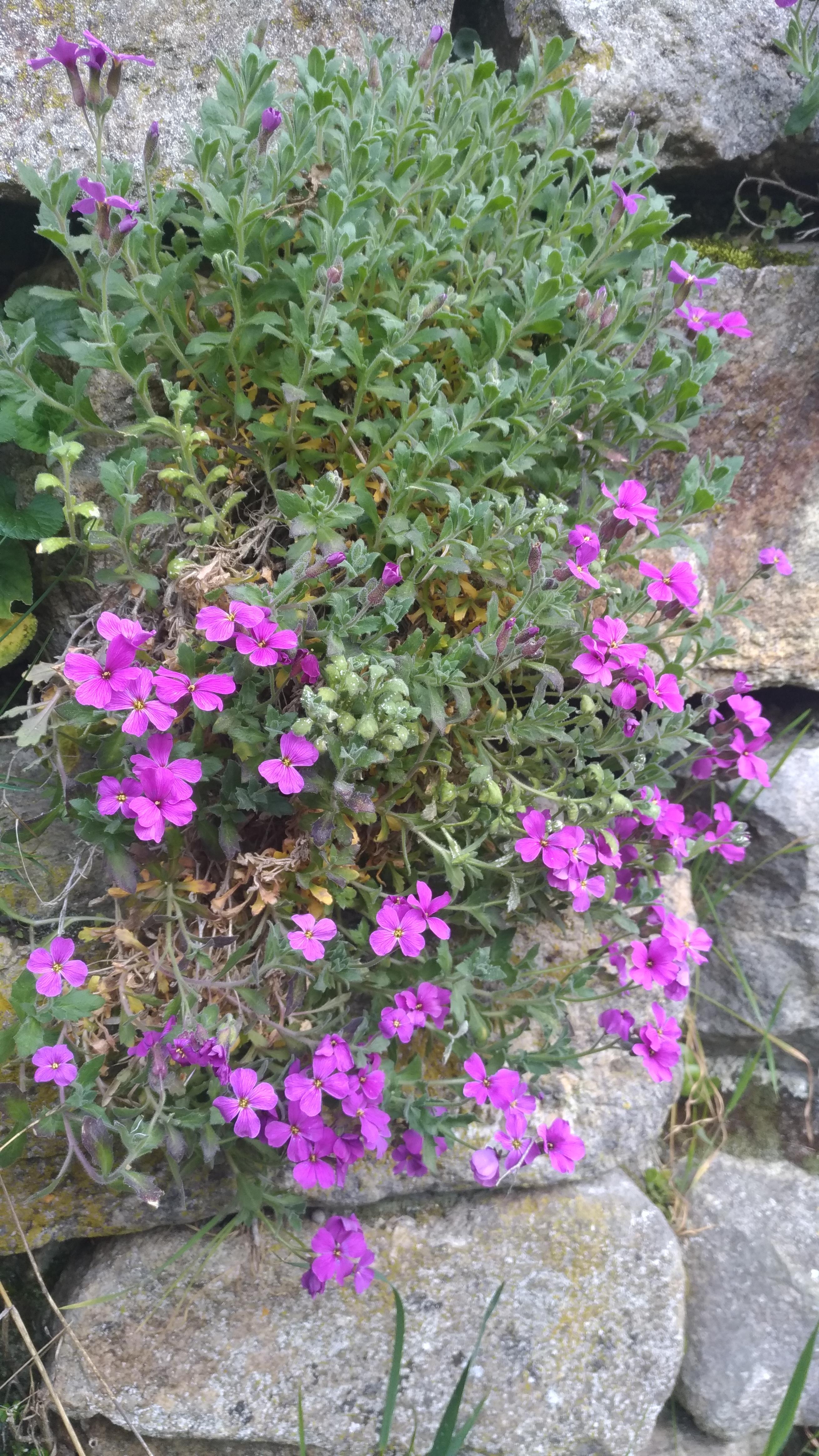 Vue d'ensemble : massif de fleurs accroché à un mur en pierre
