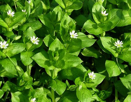 Mouron des oiseaux 1