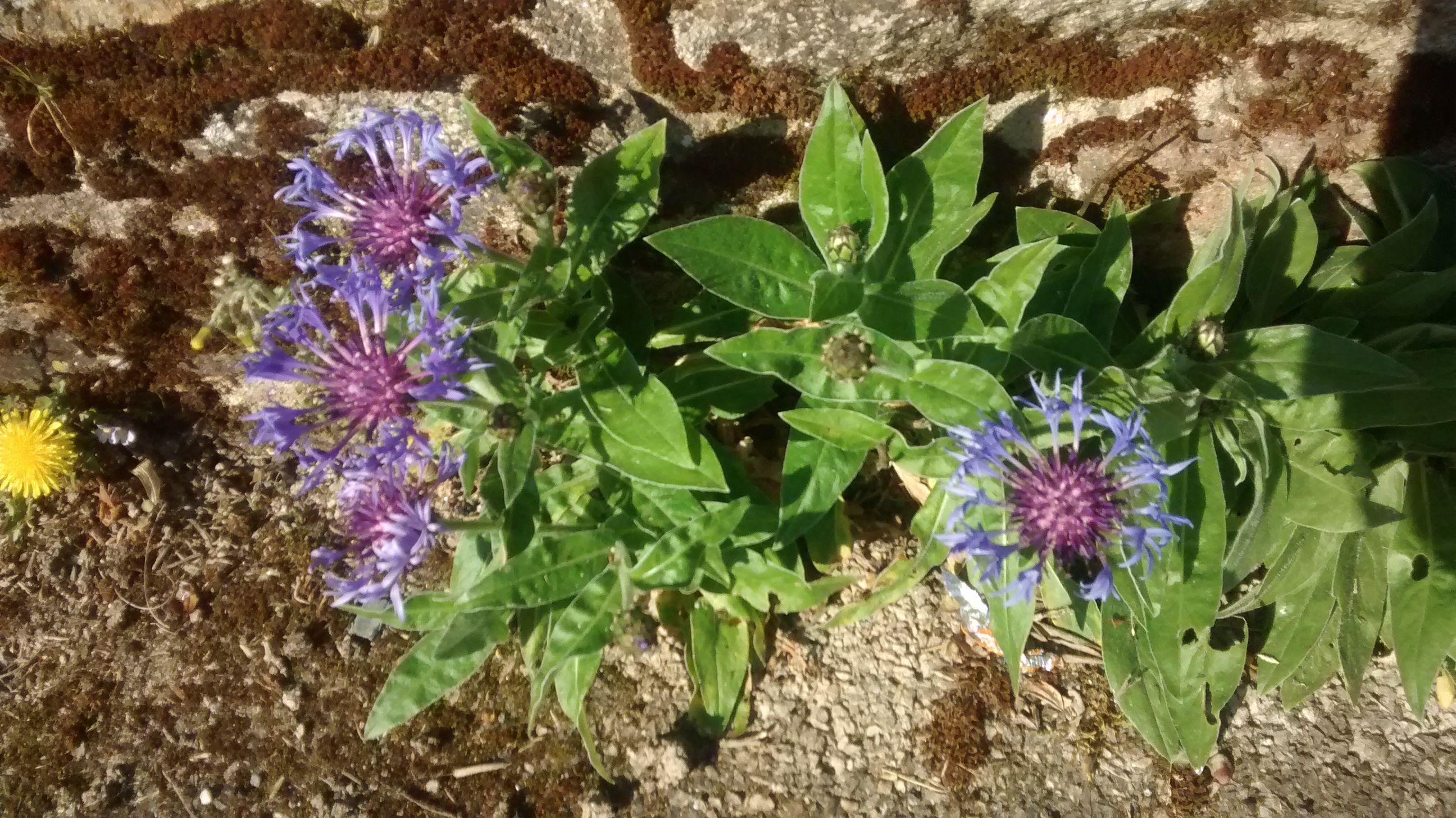 vue générale du Bleuet