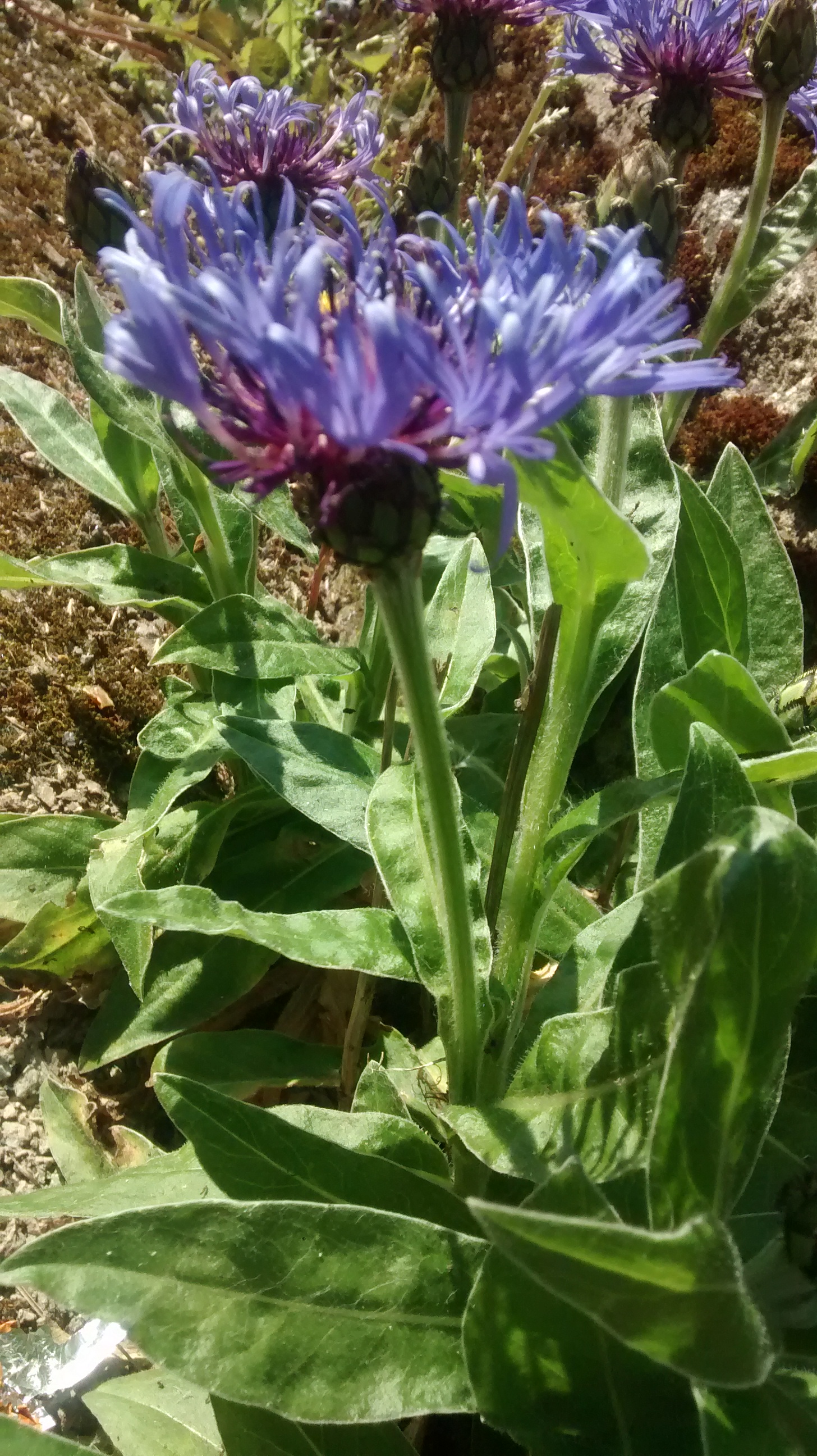 vue générale du Bleuet