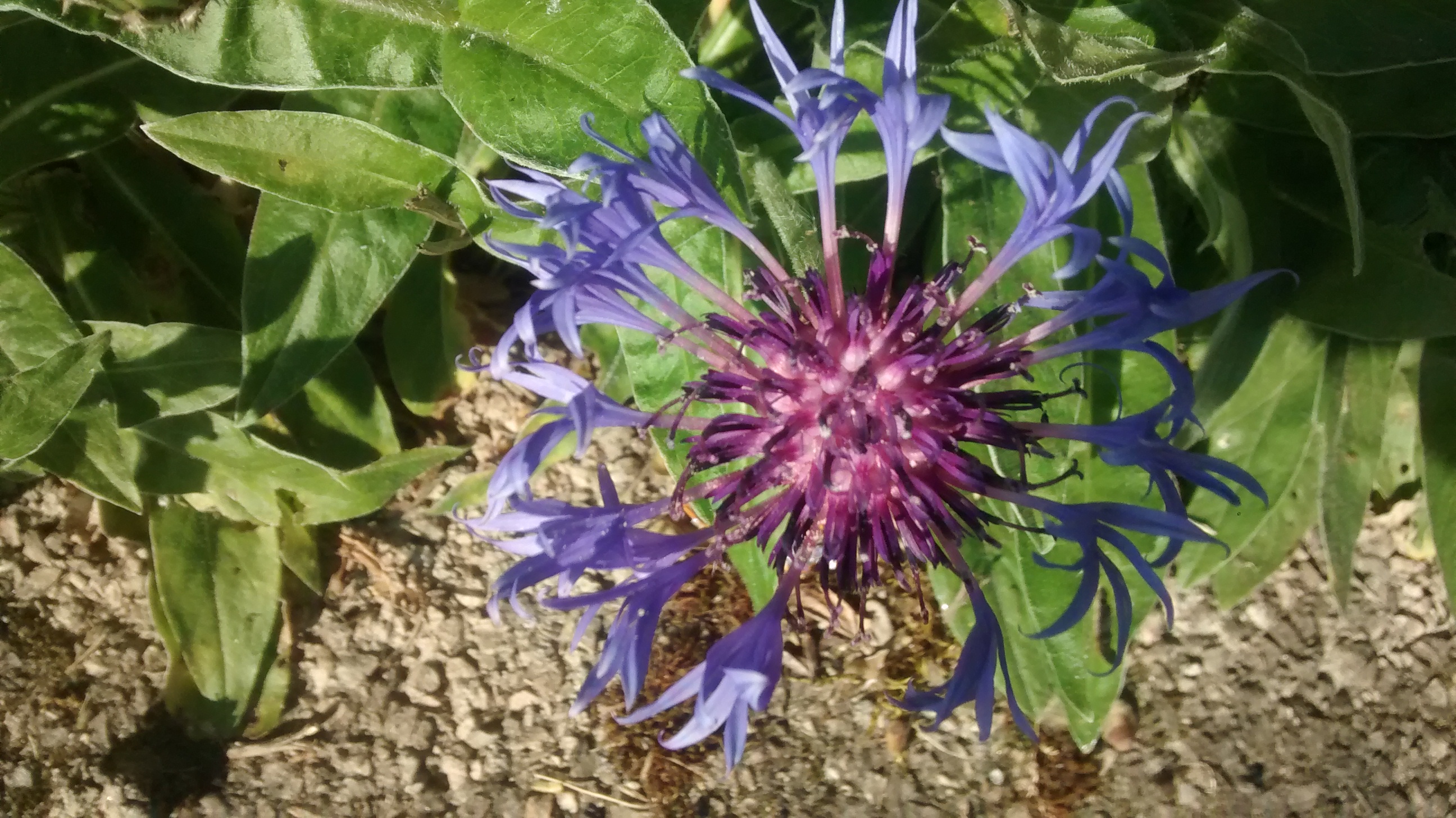 vue générale du Bleuet