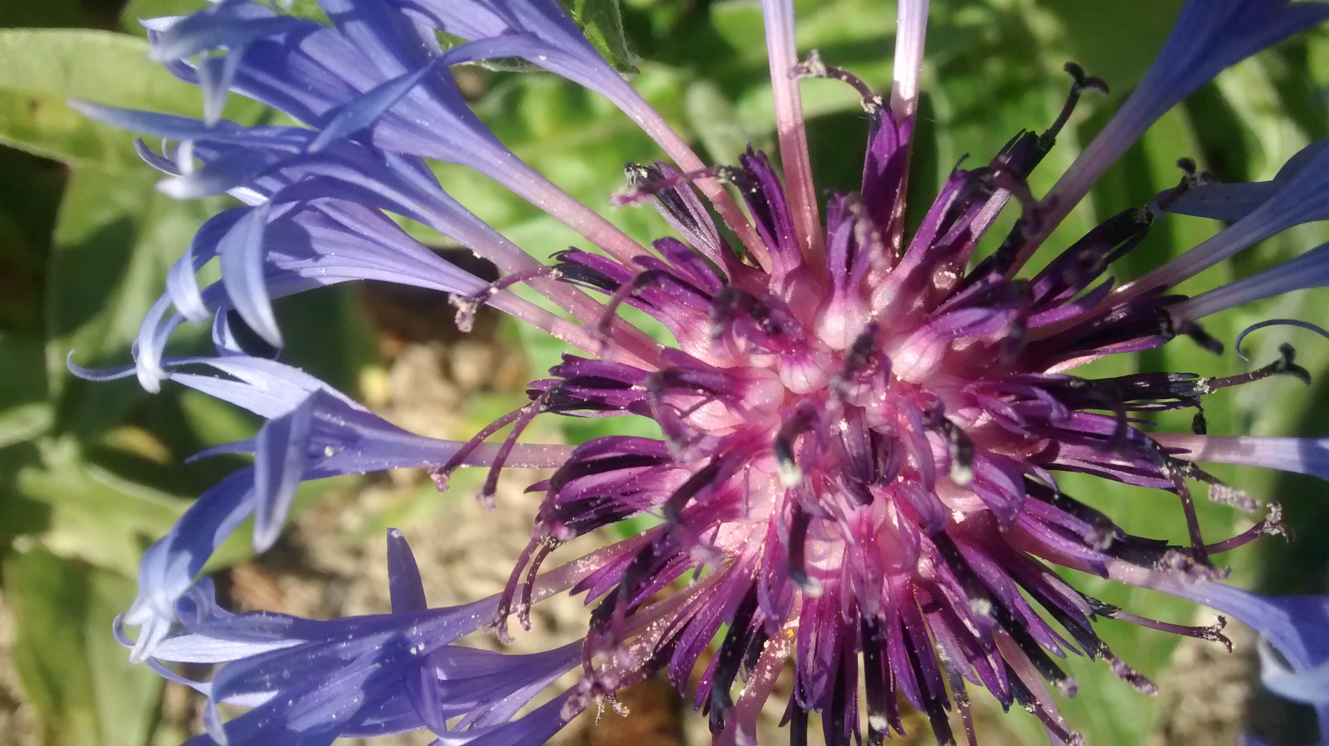 vue générale du Bleuet