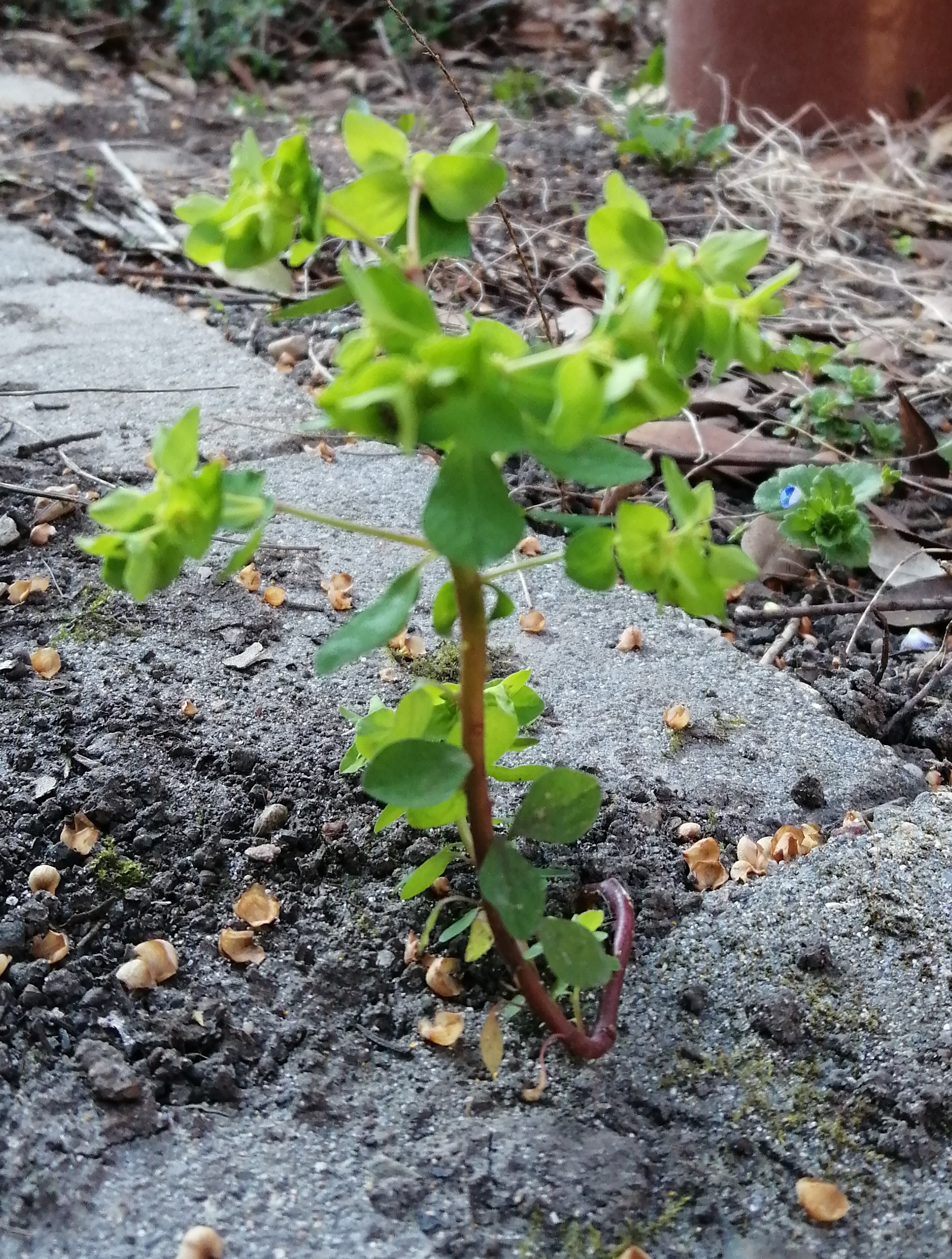 Vue gobale, Euphorbe sur dallage du jardin