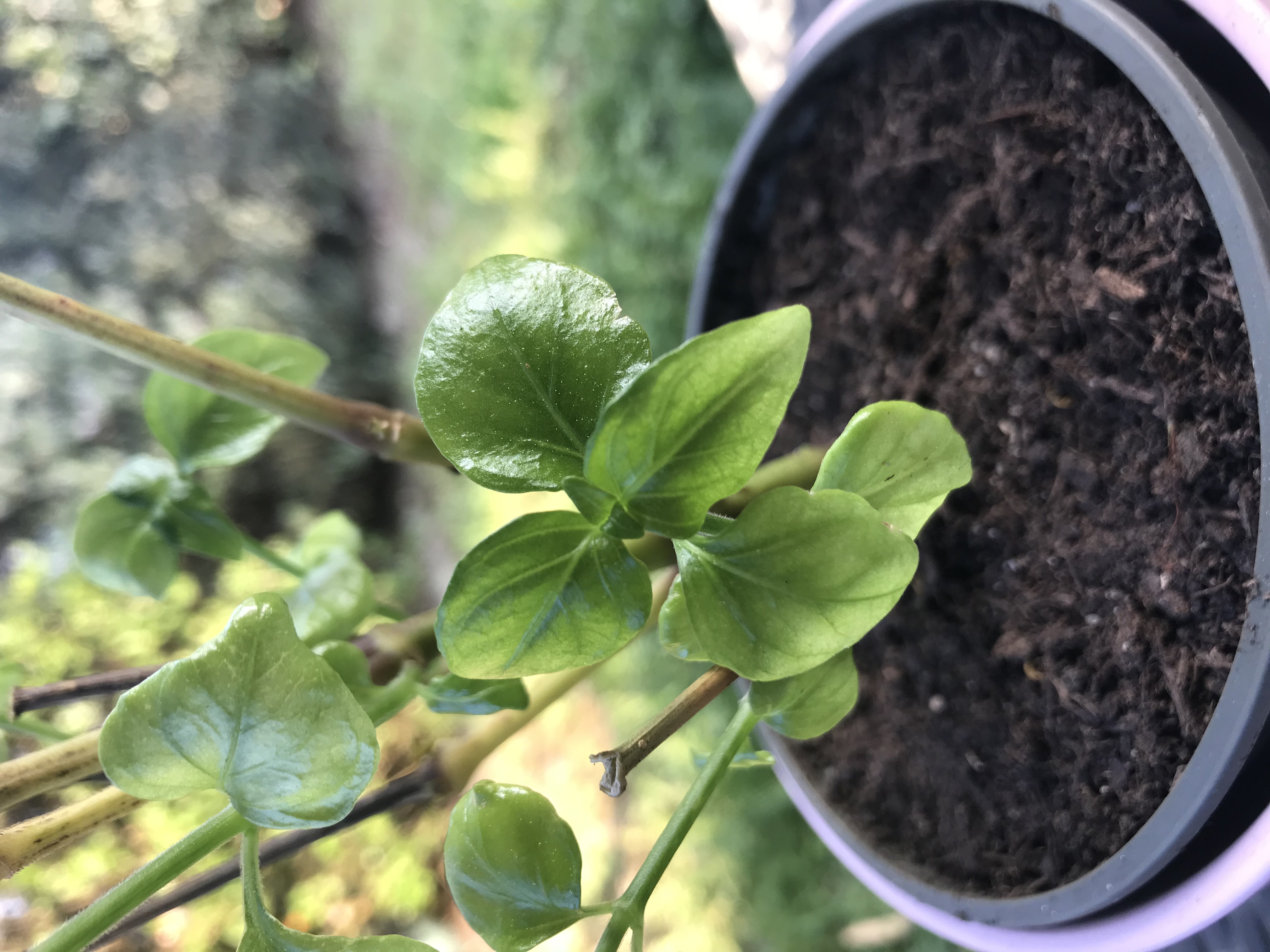 Jeune Rungia Klossii