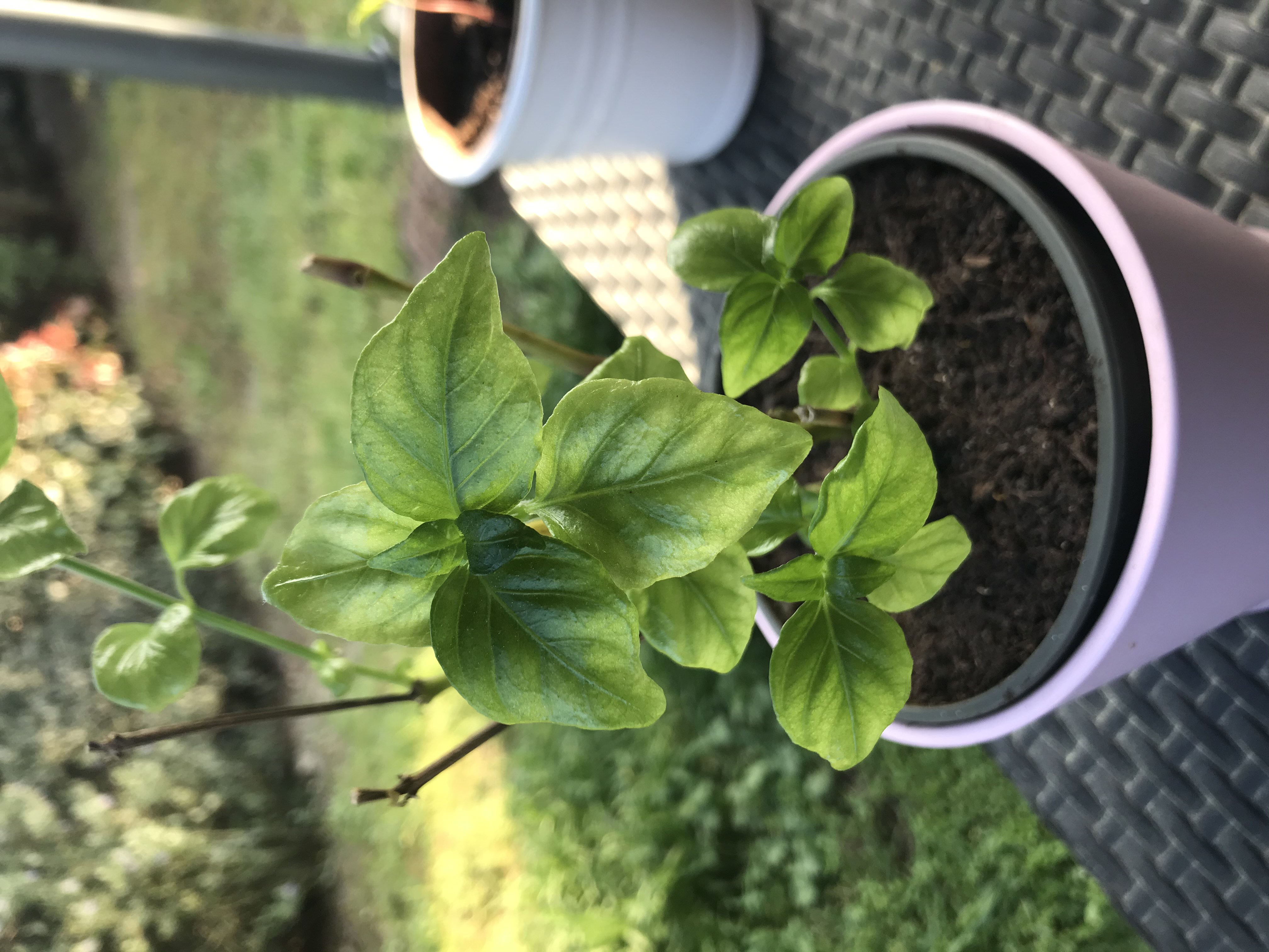 Jeune Rungia Klossii