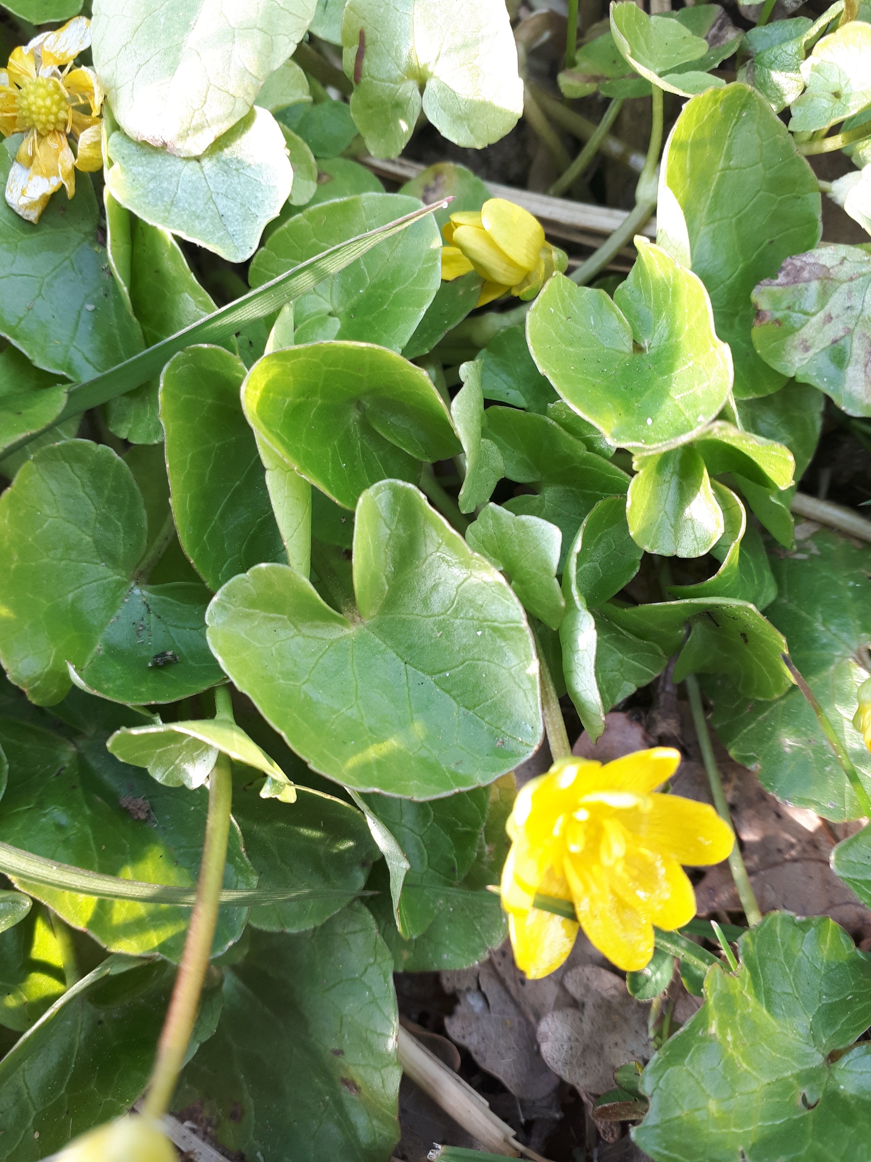 Plante complète : tige feuilles fleurs