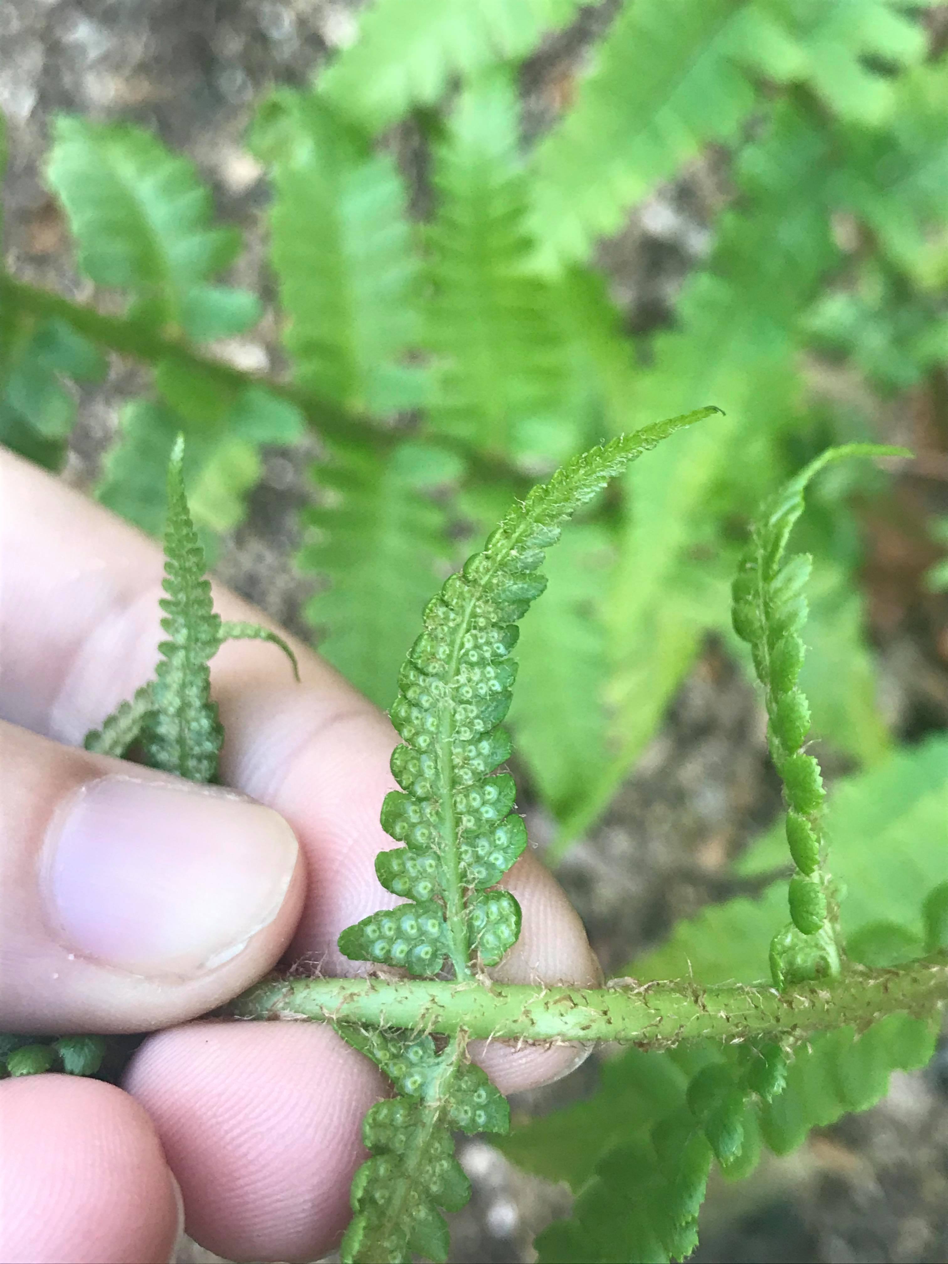 Sores sur face inférieure de la feuille