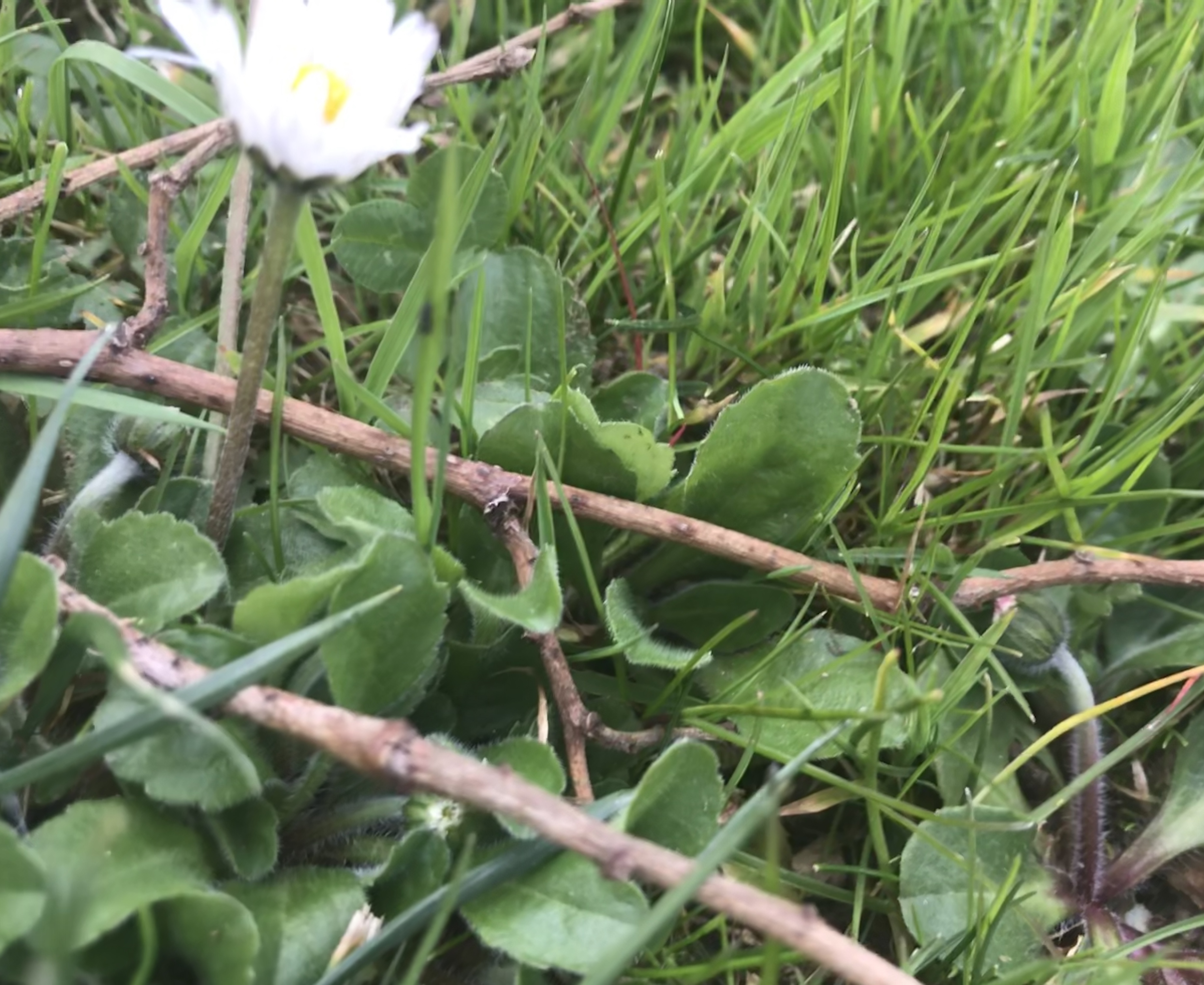 Marguerite ou Marguerite commune (Leucanthemum vulgare)