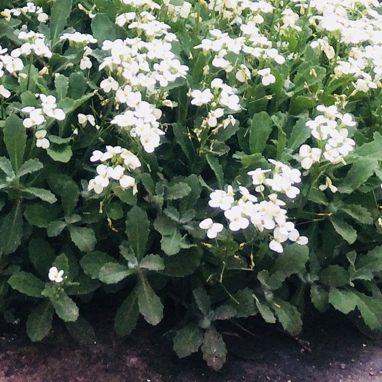 Tapis de fleurs blanches GP