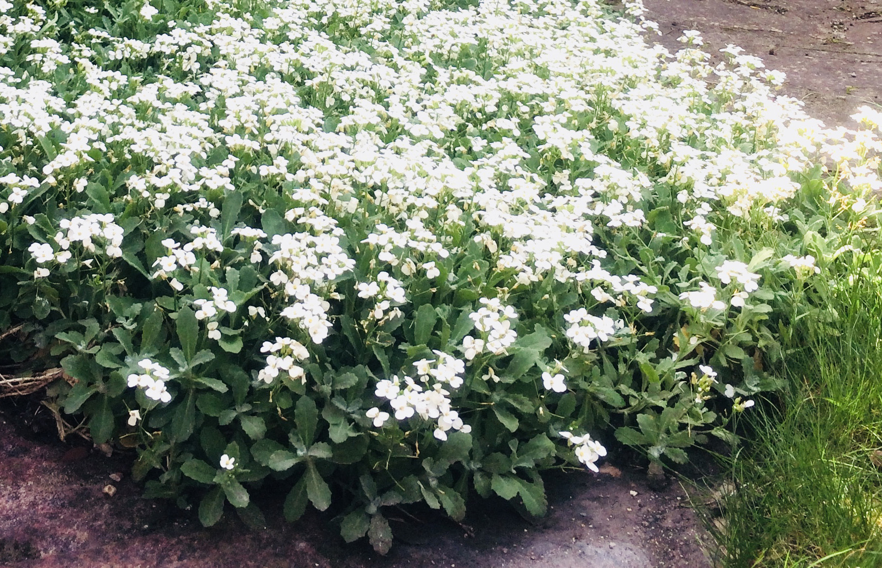 Tapis de fleurs blanches