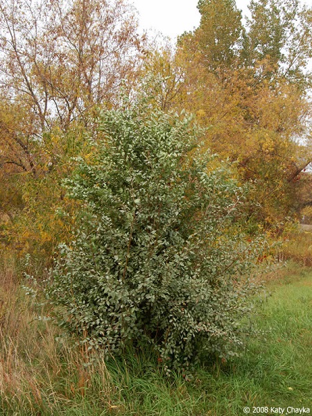 Exemple en feuillaison complète