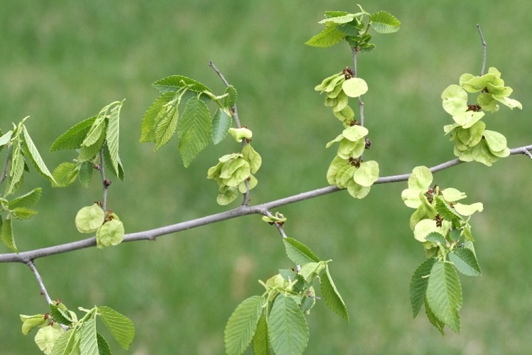 Exemple de fruits (samares)