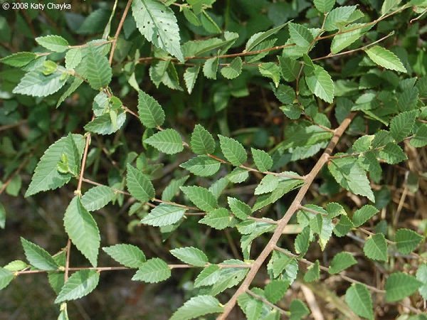 feuilles développées