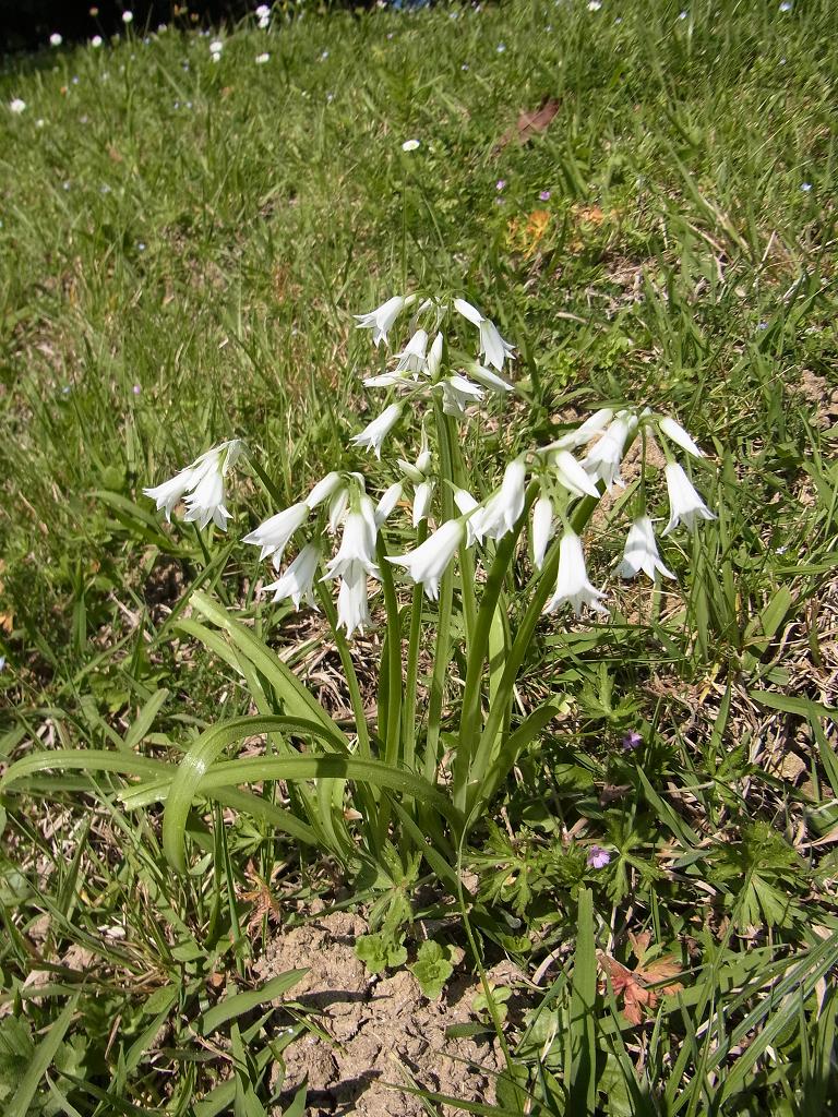 aillum triquetrum vue d'ensemble dans le jardin