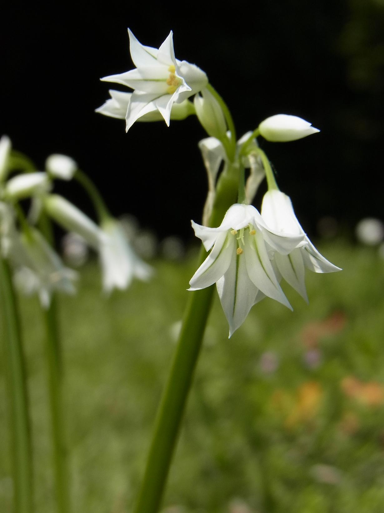fleur aillum triquetrum