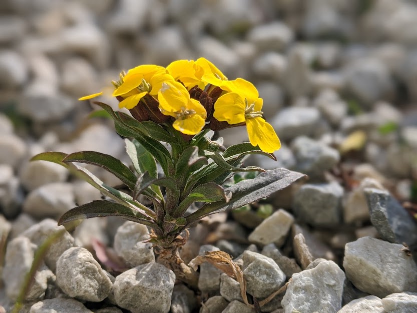 Erysimum vue globale
