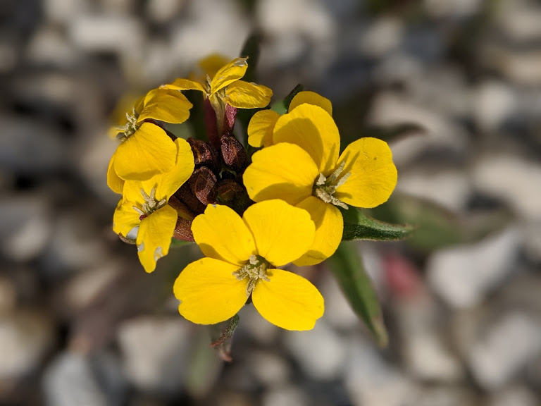Erysimum inflorescence