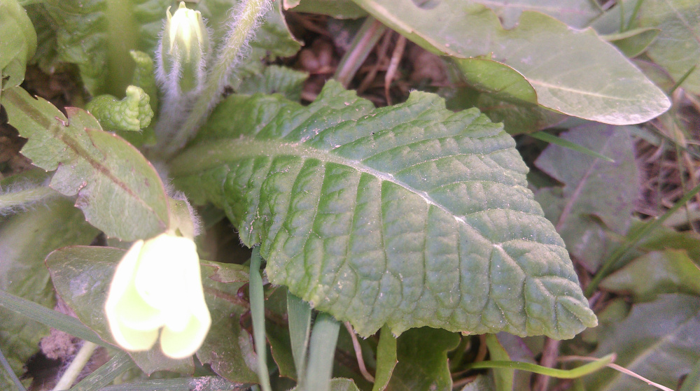 Primevère vue d'ensemble dans un jardin des Alpes
