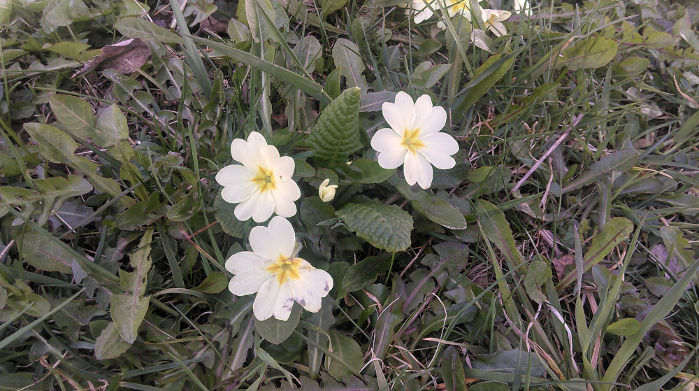 Primevère vue d'ensemble dans un jardin des Alpes