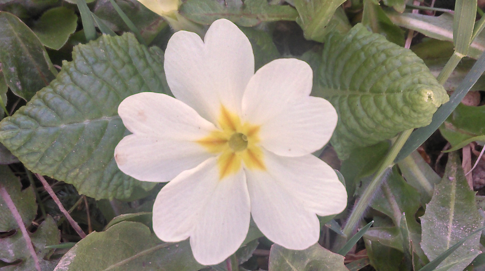 Primevère vue d'ensemble dans un jardin des Alpes