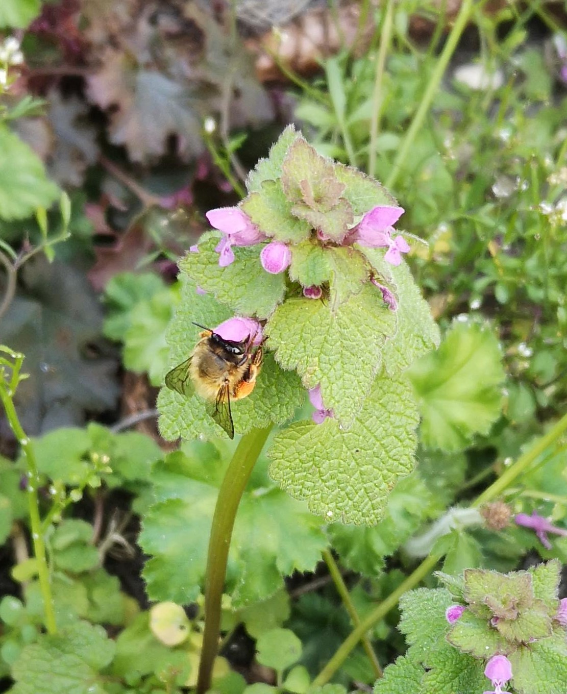 Lamier pourpre avec butineur