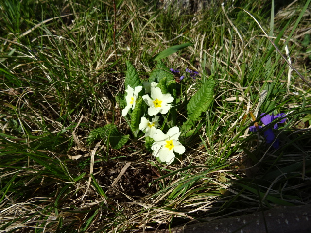 fleur primevere gros plan
