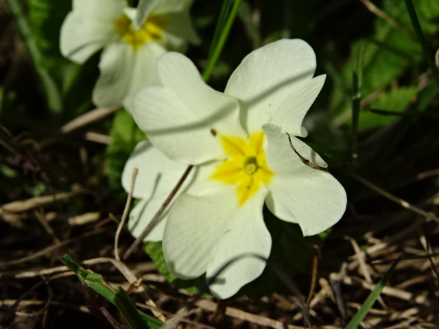 fleur primevere gros plan