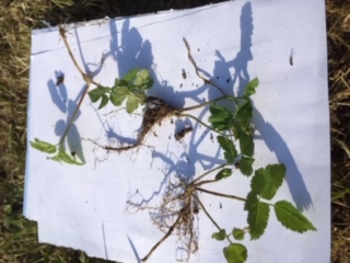 jeune plant d'angelique: feuilles 2-3 penneées dentées