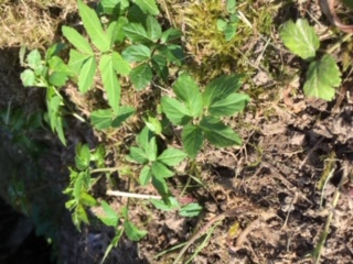 jeune plant d'angelique: feuilles 2-3 penneées dentées