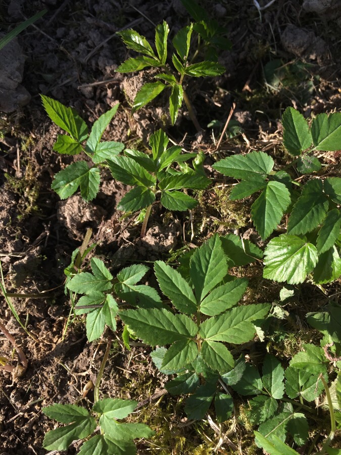 jeune plant d'angelique: feuilles 2-3 penneées dentées