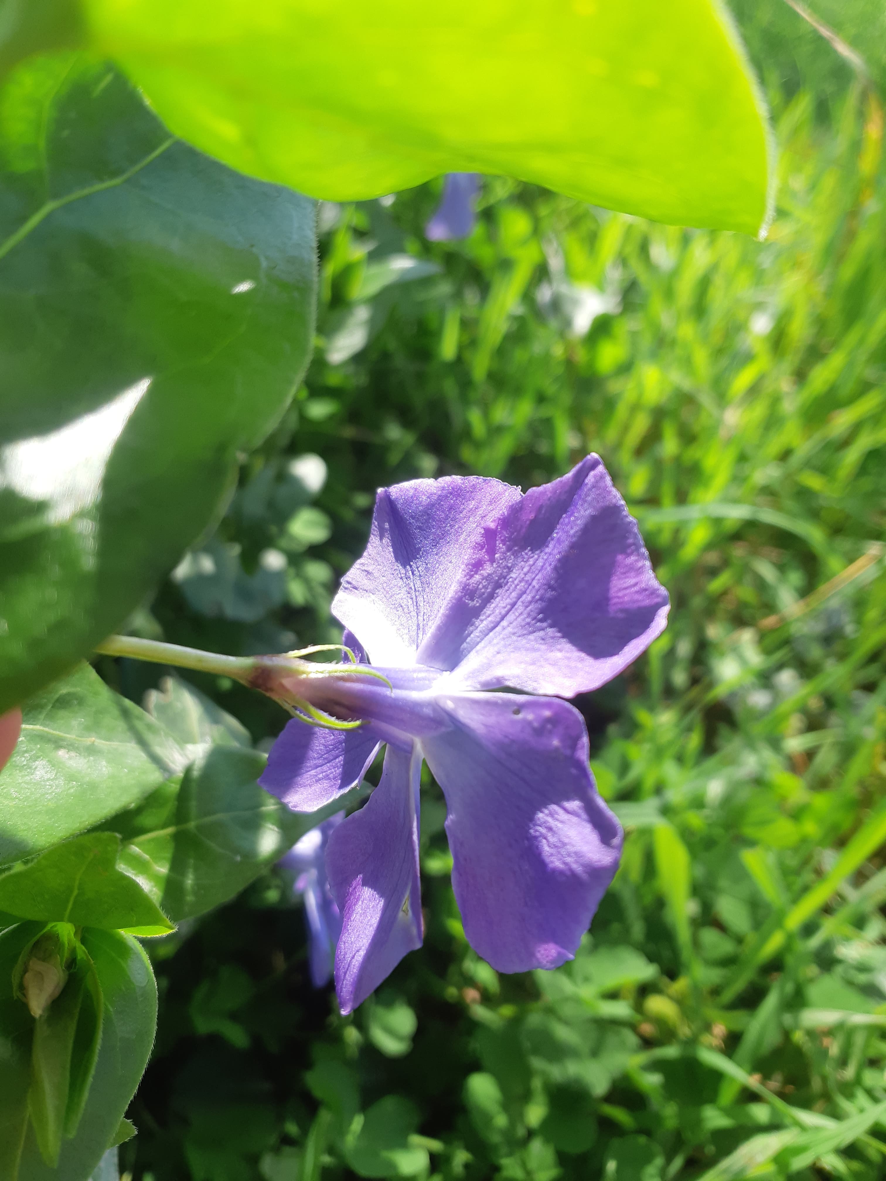 Fleur violette de Grande Pervenche