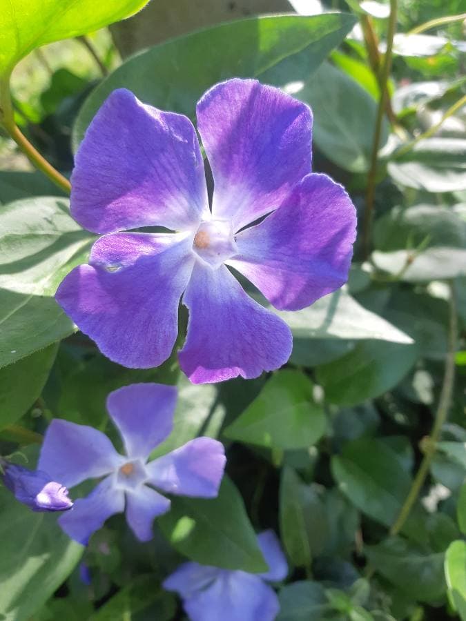 Fleur violette de Grande Pervenche