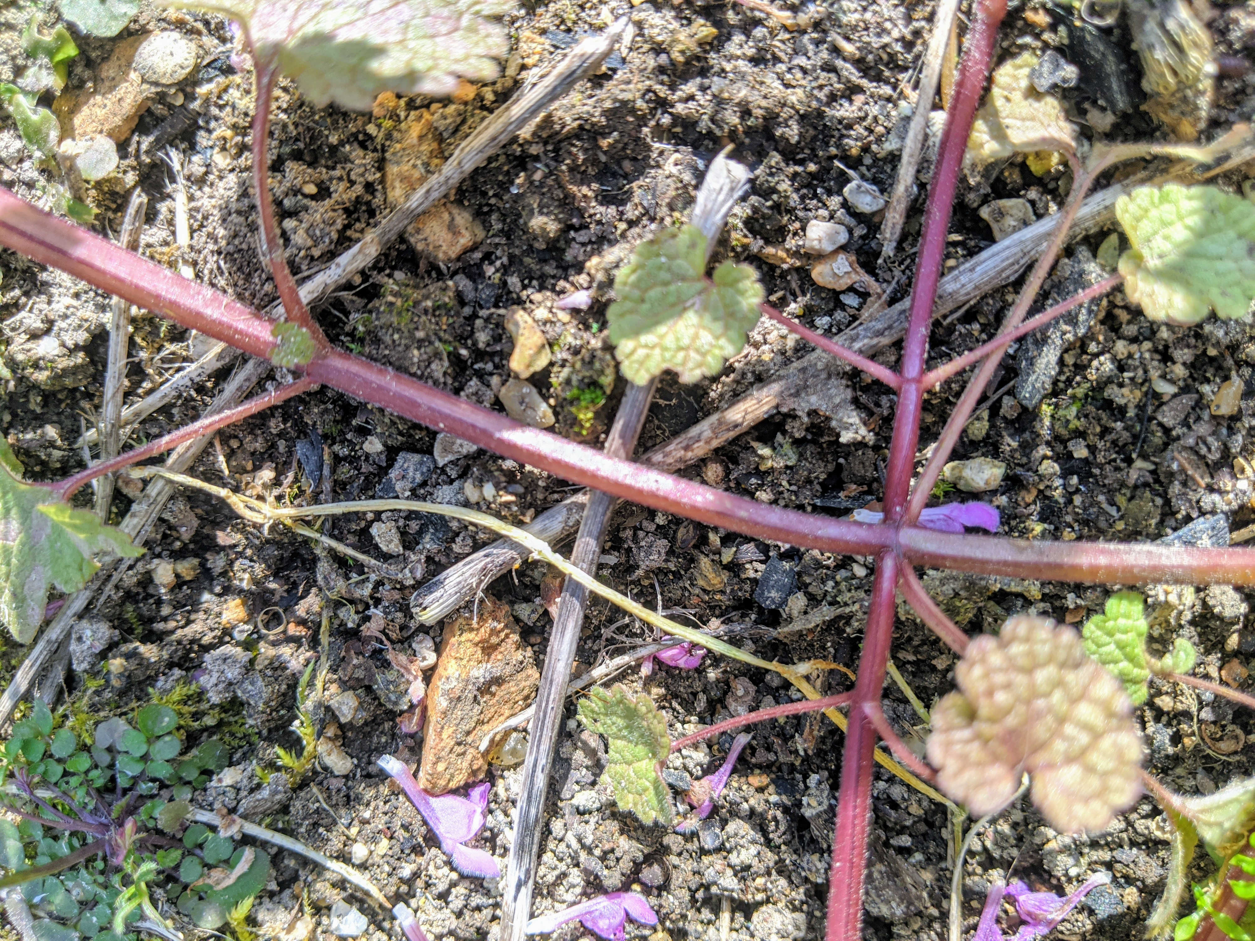 lamium purpureum base