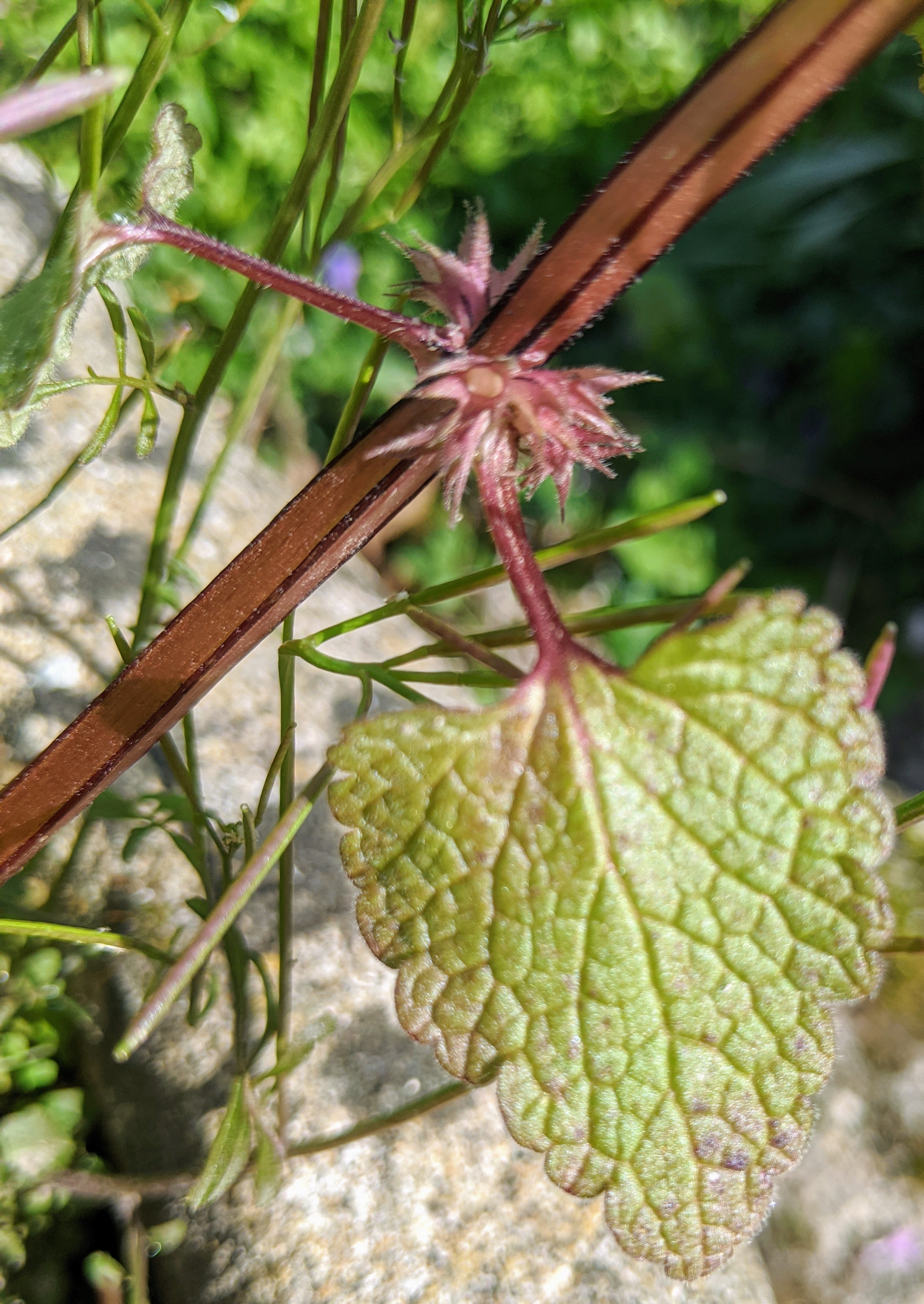 lamium purpureum feuille