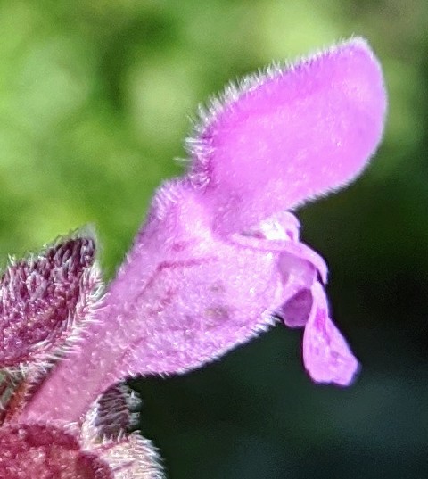 lamium purpureum fleur