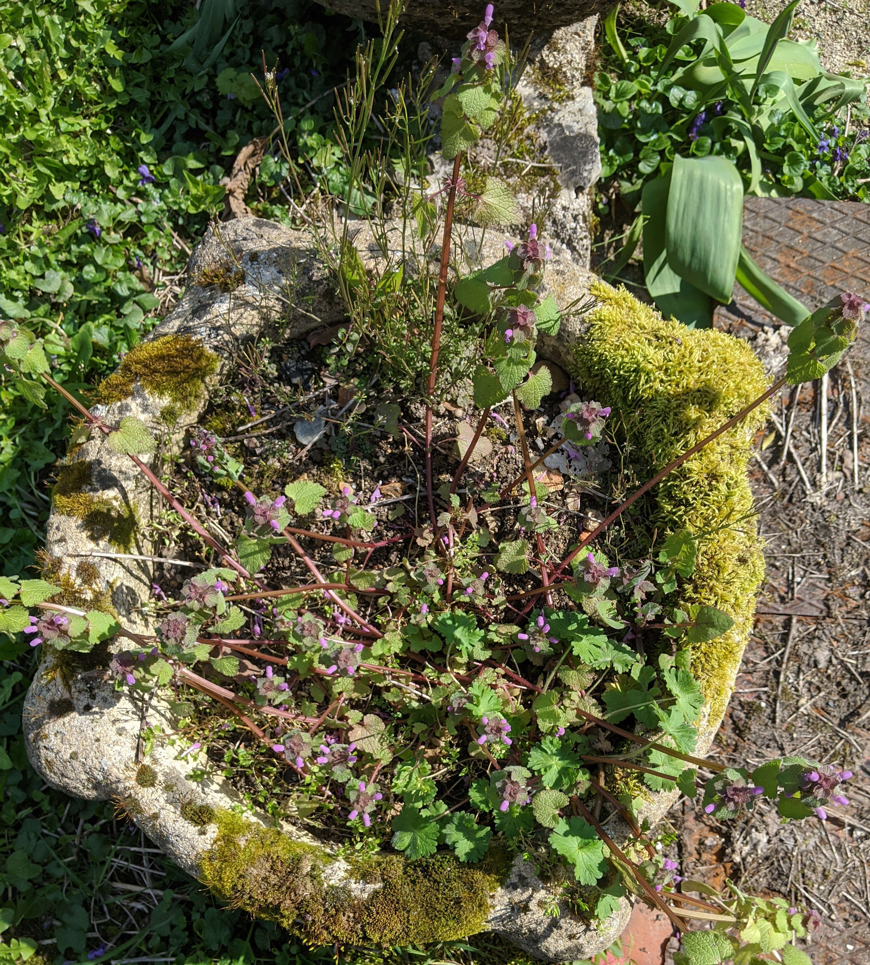 lamium purpureum vue d'ensemble