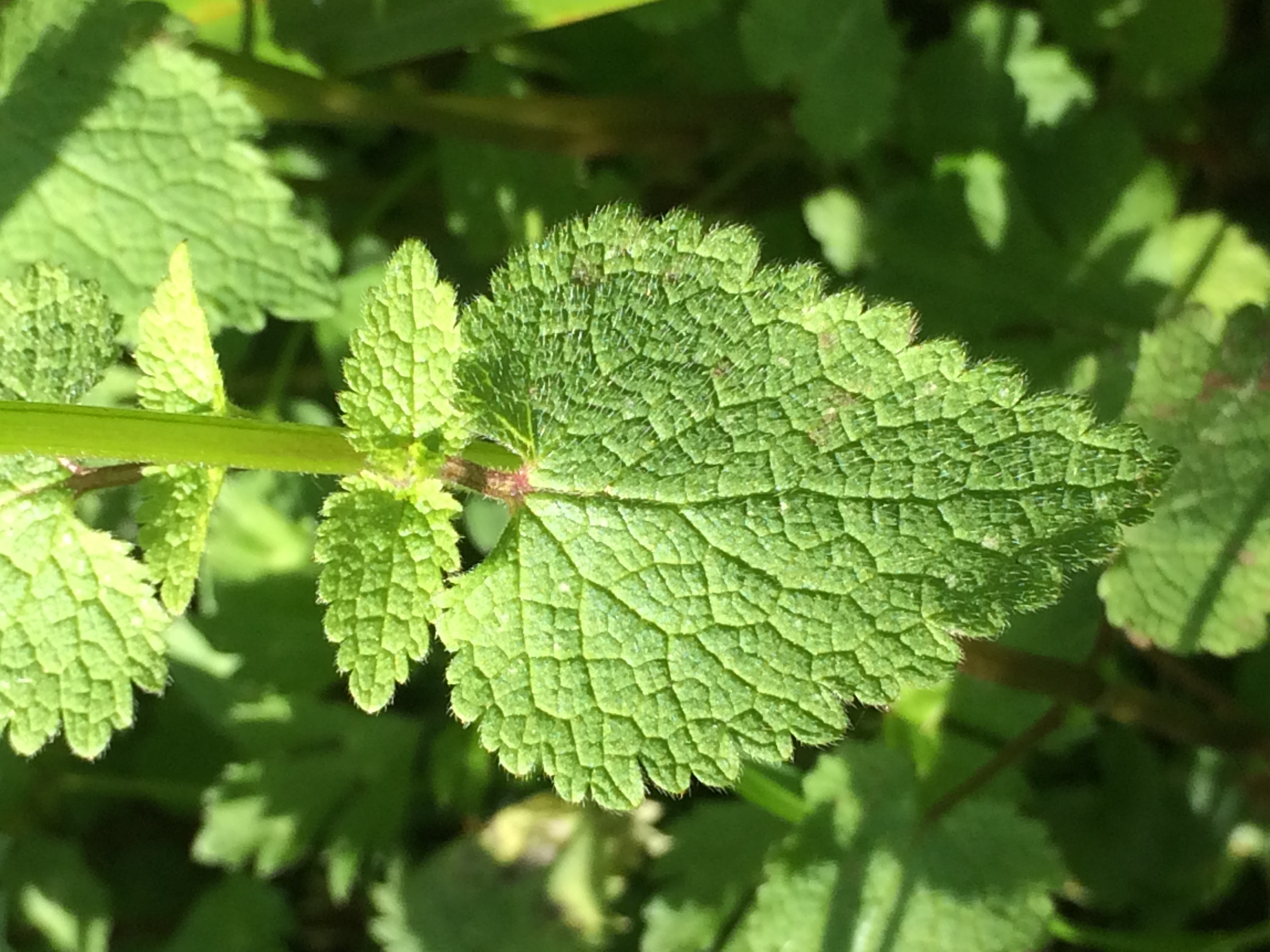 plante lamier pourpre