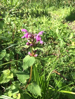 plante lamier pourpre
