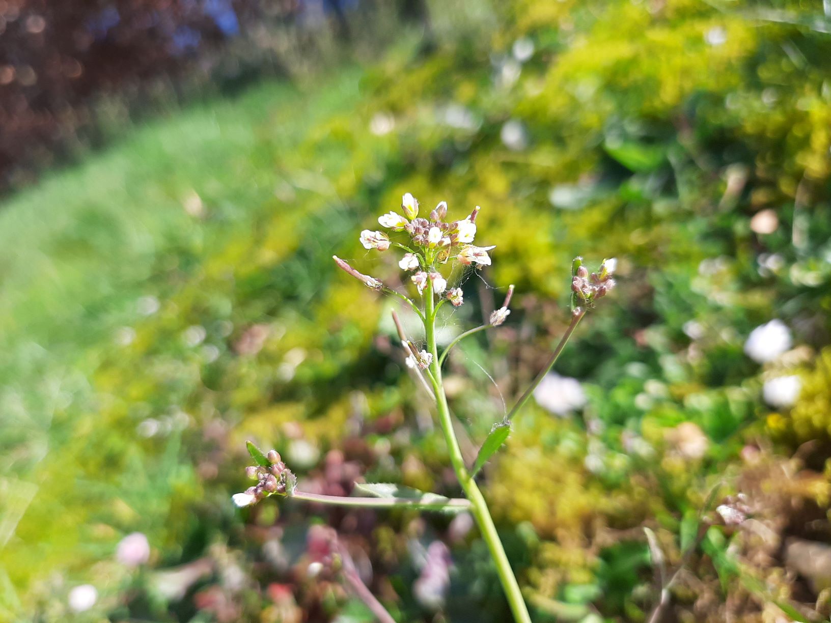 inflorescence et fruits