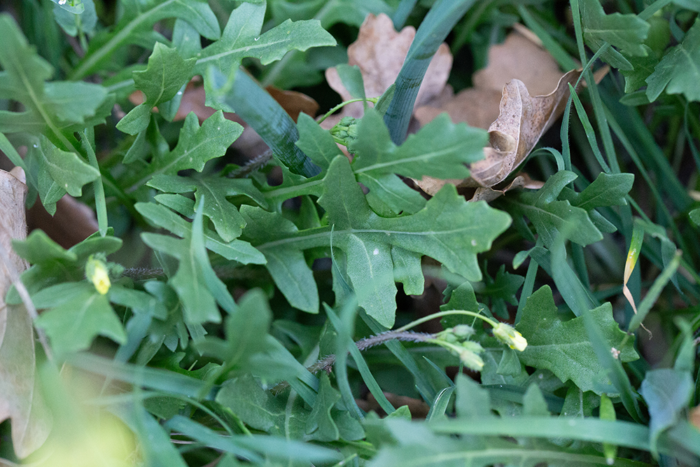 Roquette des murailles