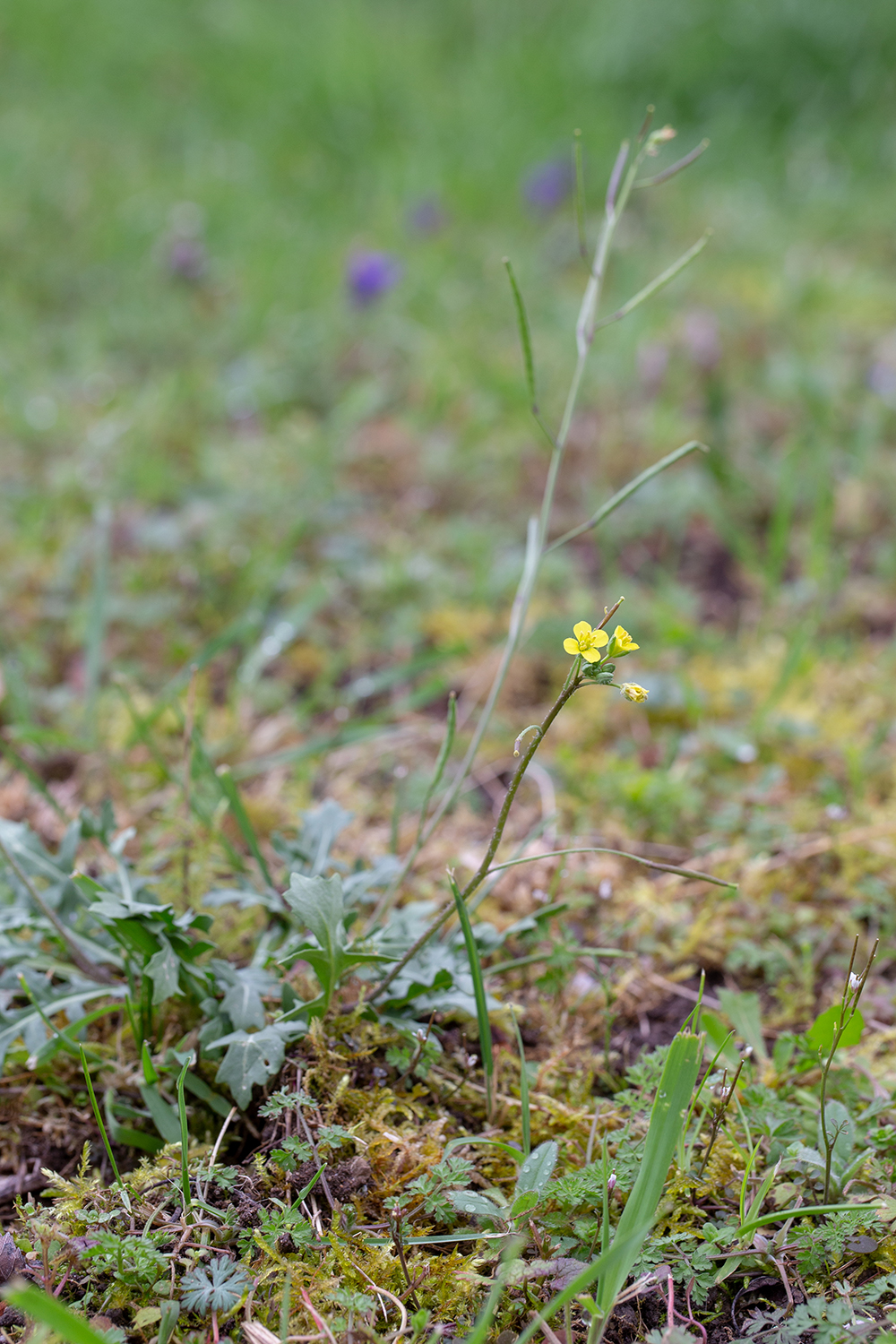 Roquette des murailles