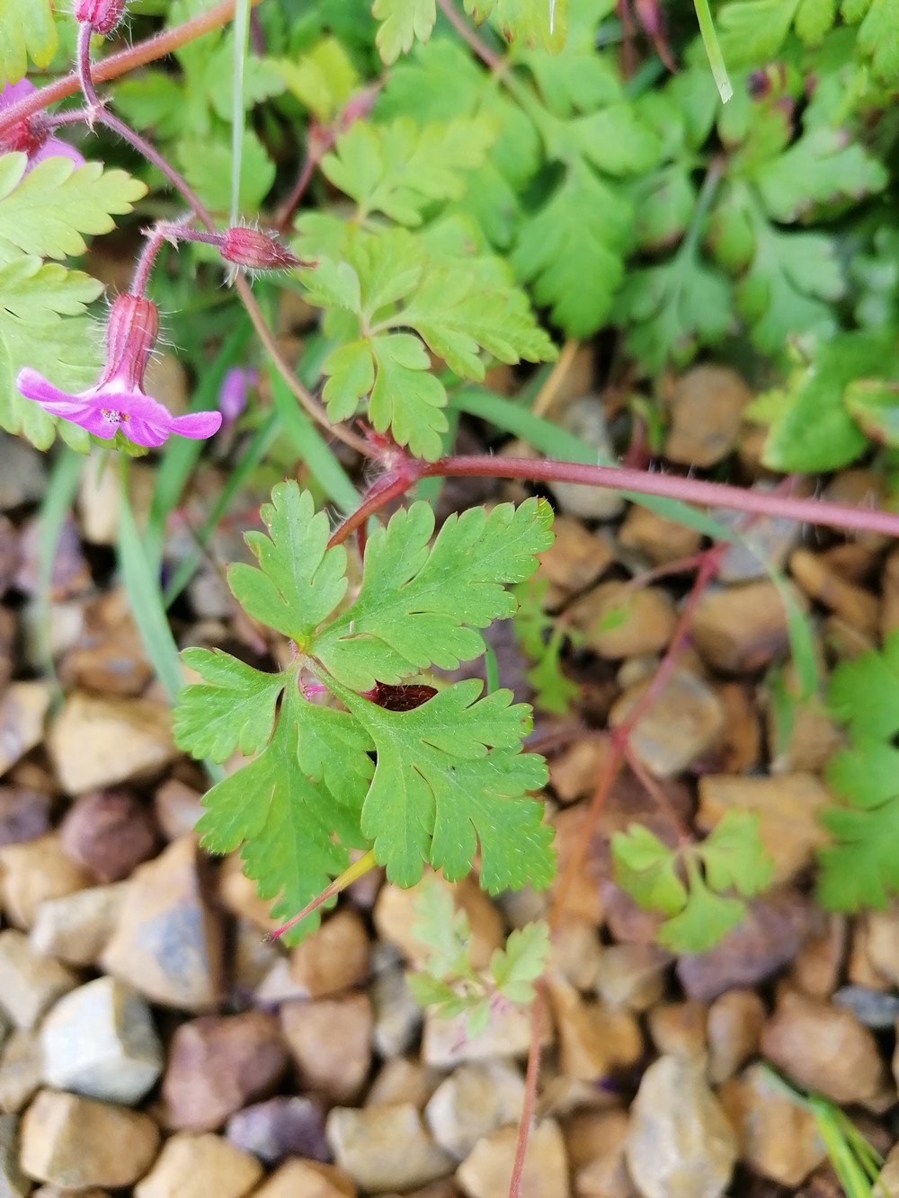 Plan d'ensemble de Herbe à Robert
