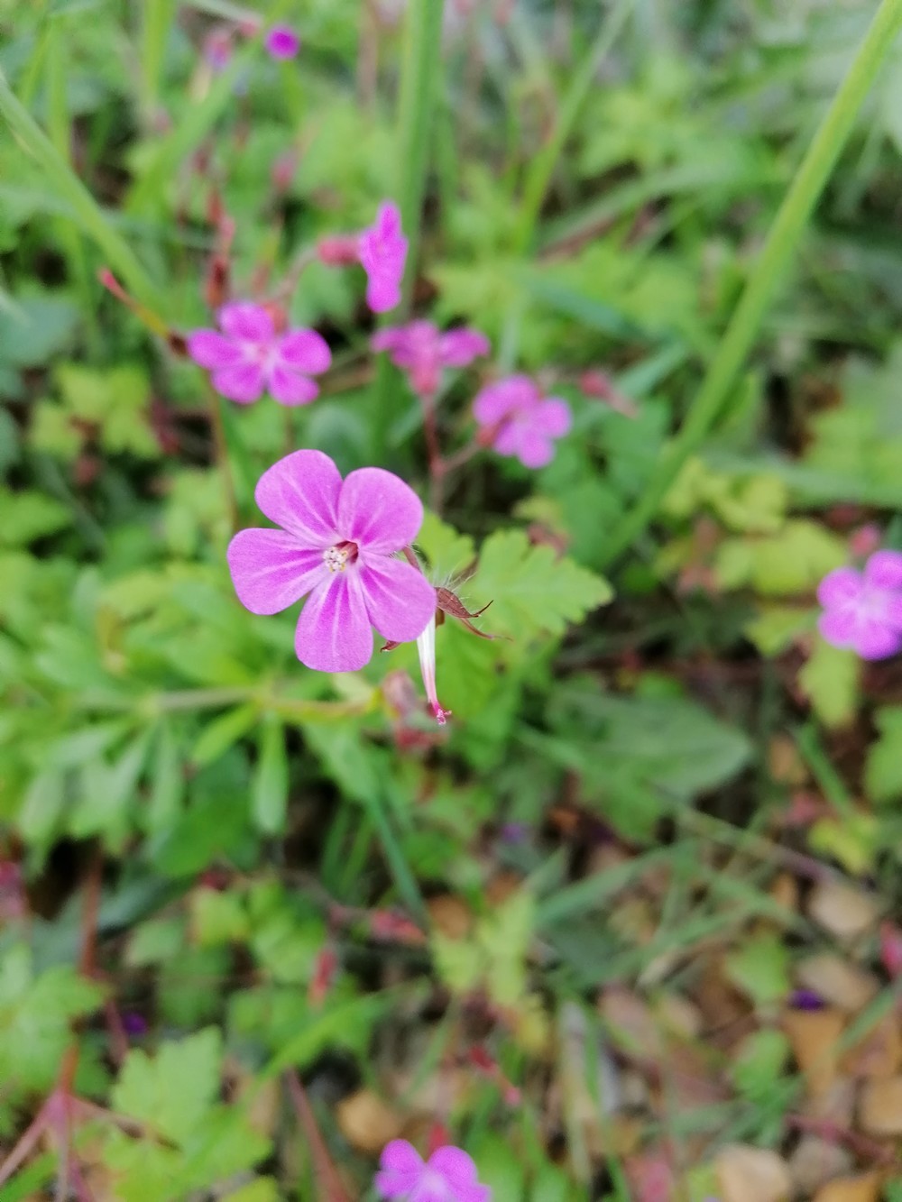 Plan d'ensemble de Herbe à Robert