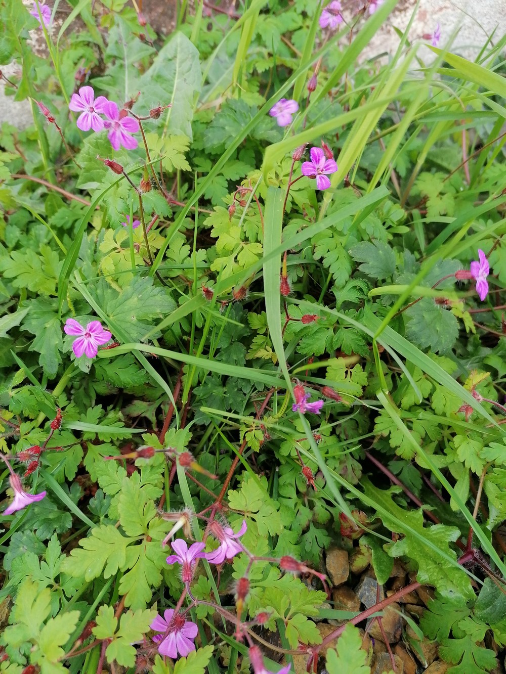 Plan d'ensemble de Herbe à Robert