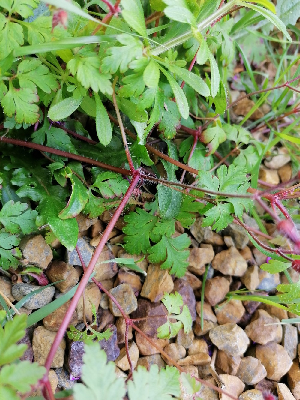 Tige rouge velue de Herbe à Robert