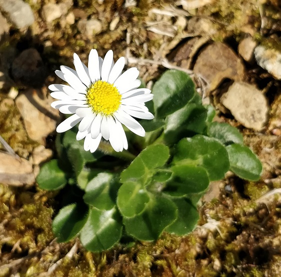 Bellis perennis