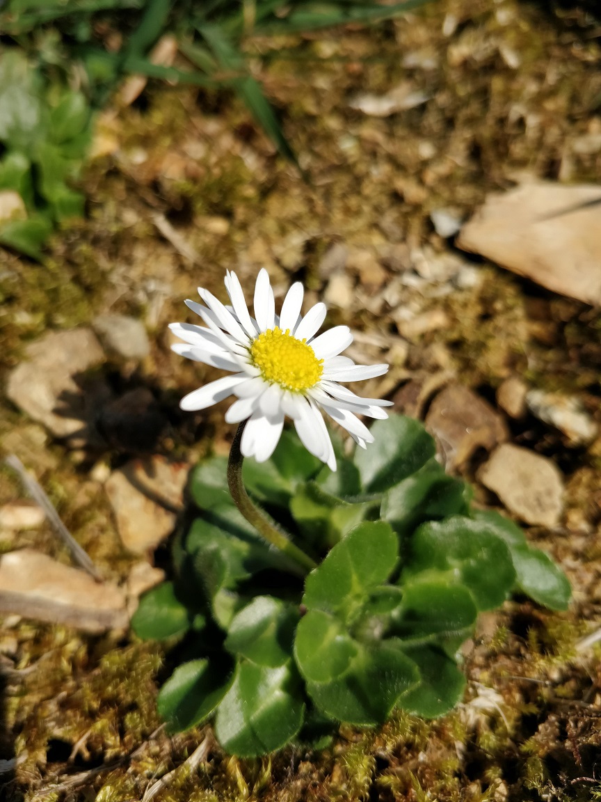 bellis perennis 2